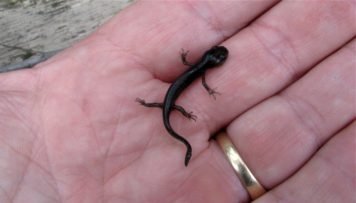 life cycle of a salamander