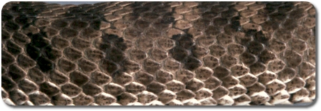 Skin Example