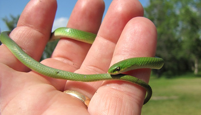 http://www.naturenorth.com/Amph_Rept/images/Smooth_Green_01.jpg