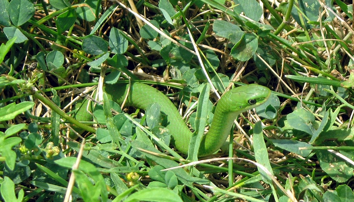 Smooth Green Snake