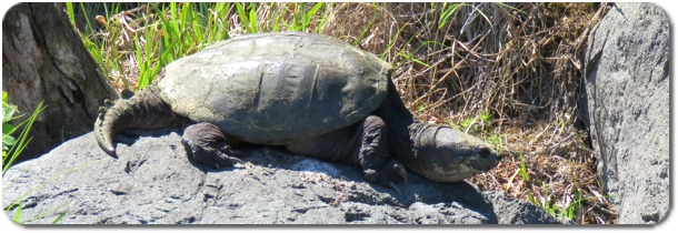 Snapping Turtle