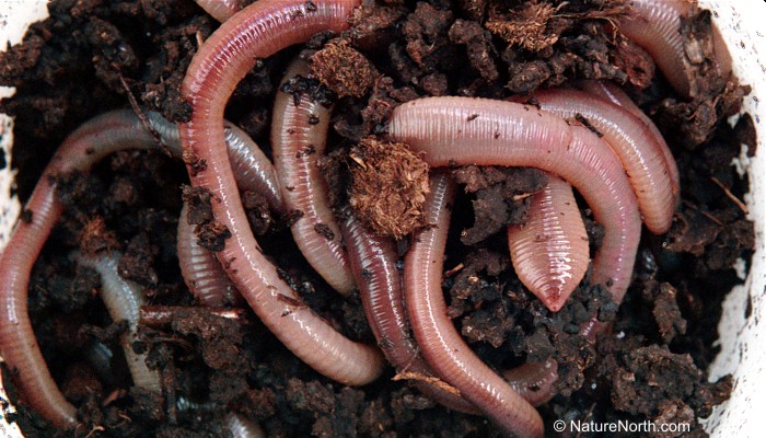 worm in ground