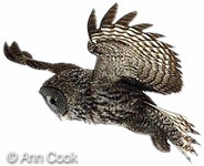 Great Gray Owl