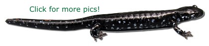 Blue-spotted Salamander