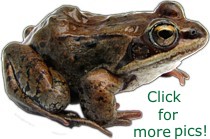 Wood Frog