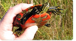 Painted Turtle in hand.