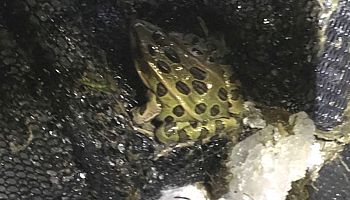 Leopard Frog in December