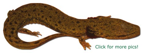 Common Mudpuppy