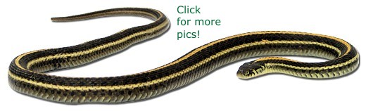 Plains Garter Snake