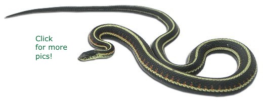 Red-sided Garter Snake