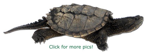 Common Snapping Turtle