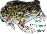 Spadefoot Toad