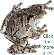 Cope's Gray Treefrog