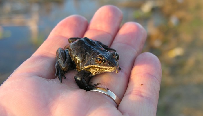 A Wood Frog, Blog