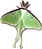 Luna moth - see Giant Silk Moths in Spring