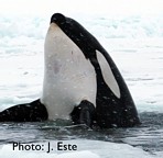 Killer Whale