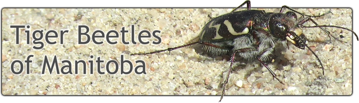 Tiger Beetles of Manitoba