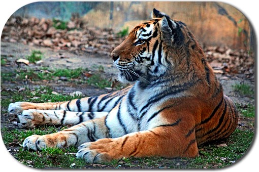 Siberian Tiger