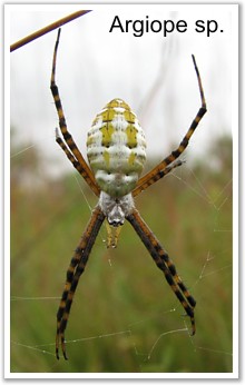 Argiope sp.