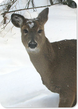 White-tailed Deer