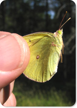 Butterfly in hand.