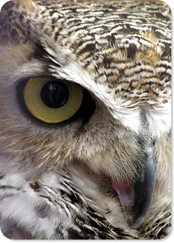 Great Horned Owl