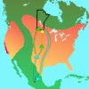 Monarch migration