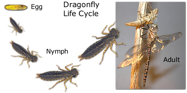 dragonfly nymph