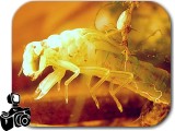 Dragonfly+larvae+water