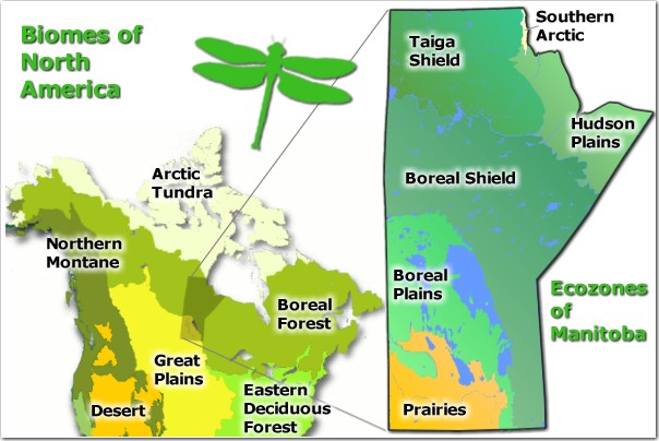 biome examples