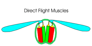 Direct Flight