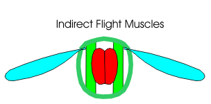 Indirect Flight