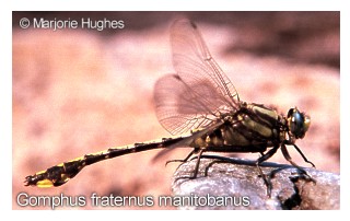 Gomphus fraternus manitobanus