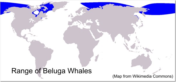 Biology of the Beluga Whale (Delphinapterus leucas).