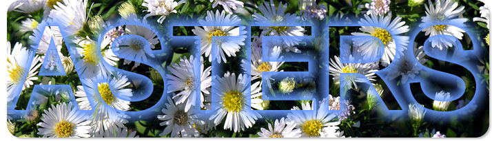 Asters!