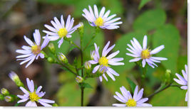 Lindley's Aster