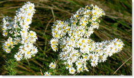 Many-flowered Aster