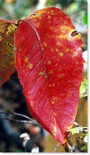 Poison Ivy