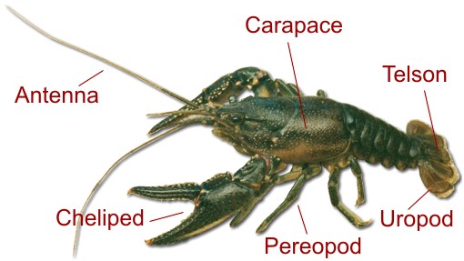 Biology of the Northern Crayfish (Orconectes virilis)