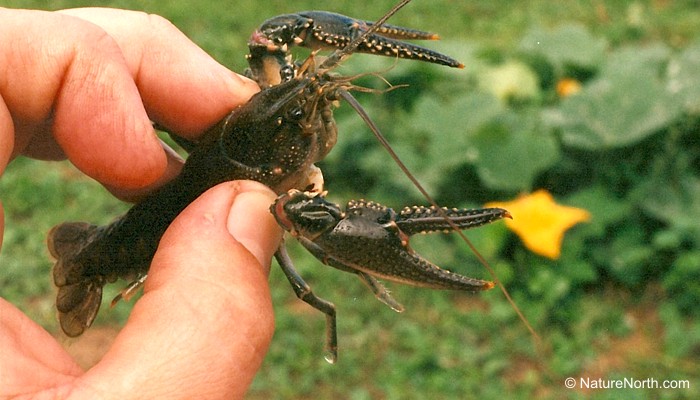 Crayfish in the Class Room