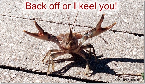 Crayfish Stance