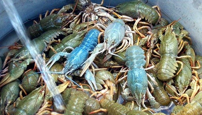 Where Do Crawfish Go in the Winter 