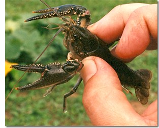 Crayfish in hand!