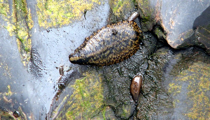 The biology of Leeches.