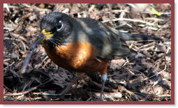 Robin with worm.