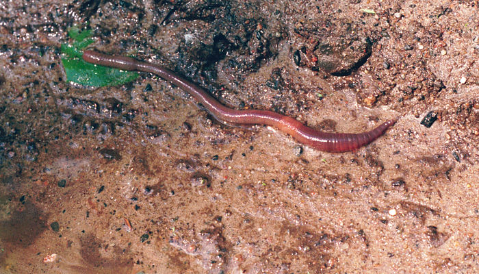 Night crawler, earthworm