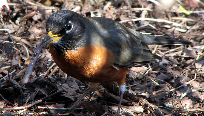 http://www.naturenorth.com/fall/ncrawler/images/image_11.jpg