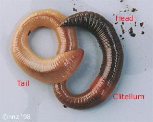 Worms for Sale -1lb - African Nightcrawlers- Buy Earthworms