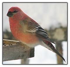 Pine Grosbeak