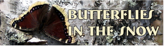 Mourning Cloak Butterfly